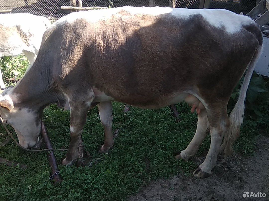 Корова с теленоком купить на Зозу.ру - фотография № 3