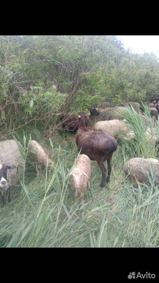 Овцы курдючные 350 голов купить на Зозу.ру - фотография № 5