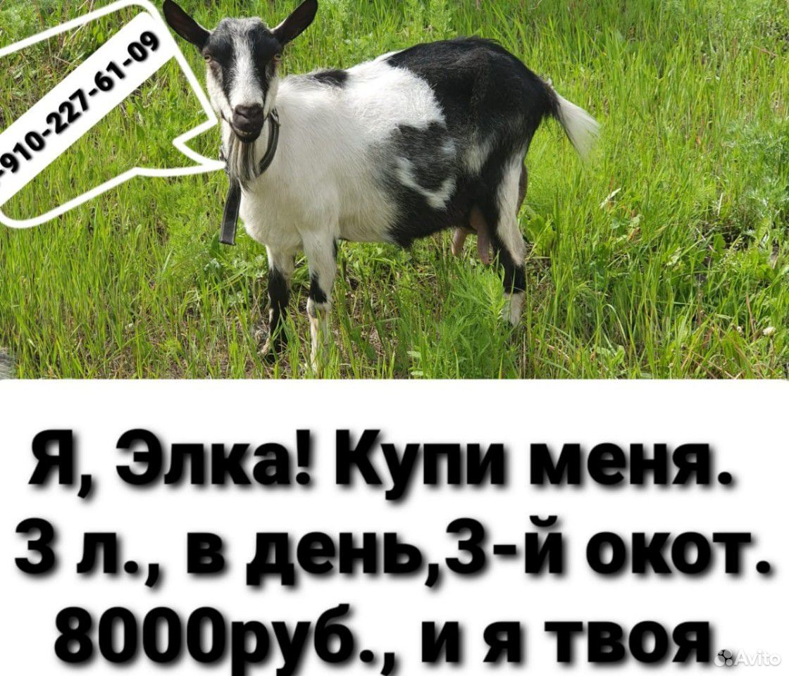 Коза купить на Зозу.ру - фотография № 1