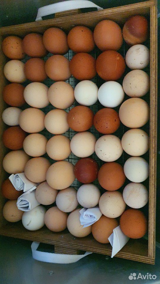 Продам икубационное яйцо Кохинхинов купить на Зозу.ру - фотография № 1