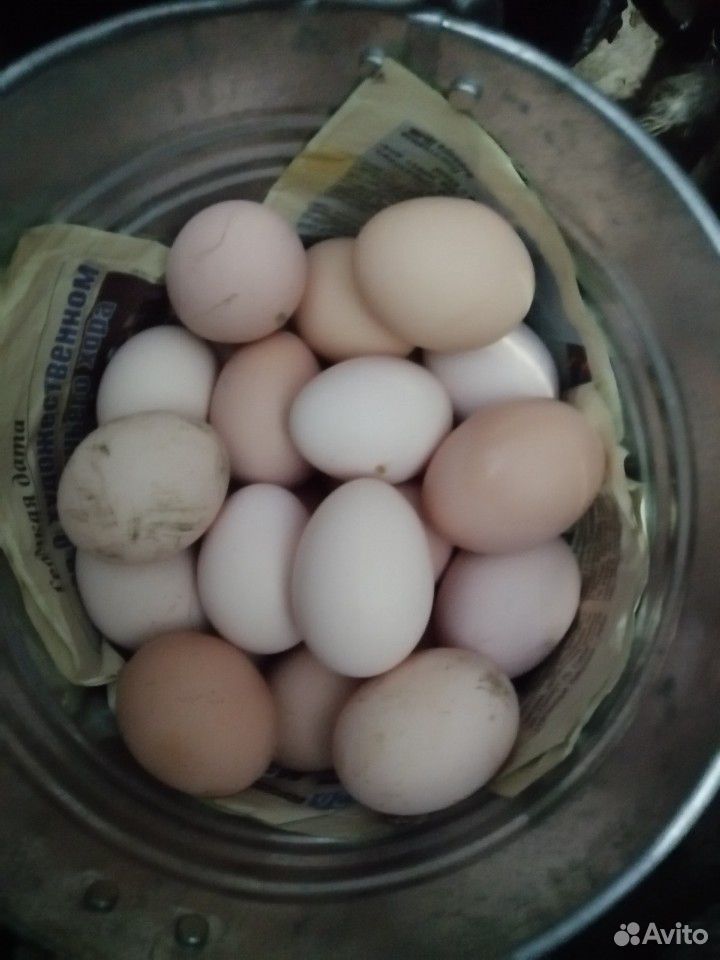 Яйца индоуток чёрных, белых, коричневых и мраморны купить на Зозу.ру - фотография № 4