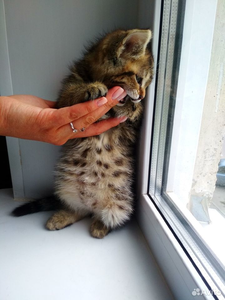 Очаровательные котятки в добрые руки купить на Зозу.ру - фотография № 5