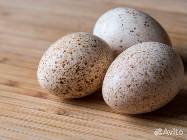 Индюшиные инкубационные яйца купить на Зозу.ру - фотография № 1
