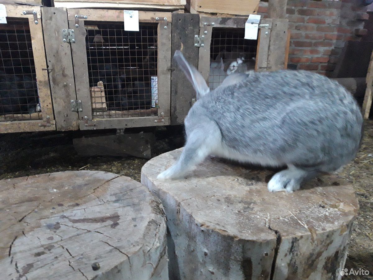Продам кроликов породы шиншила купить на Зозу.ру - фотография № 2