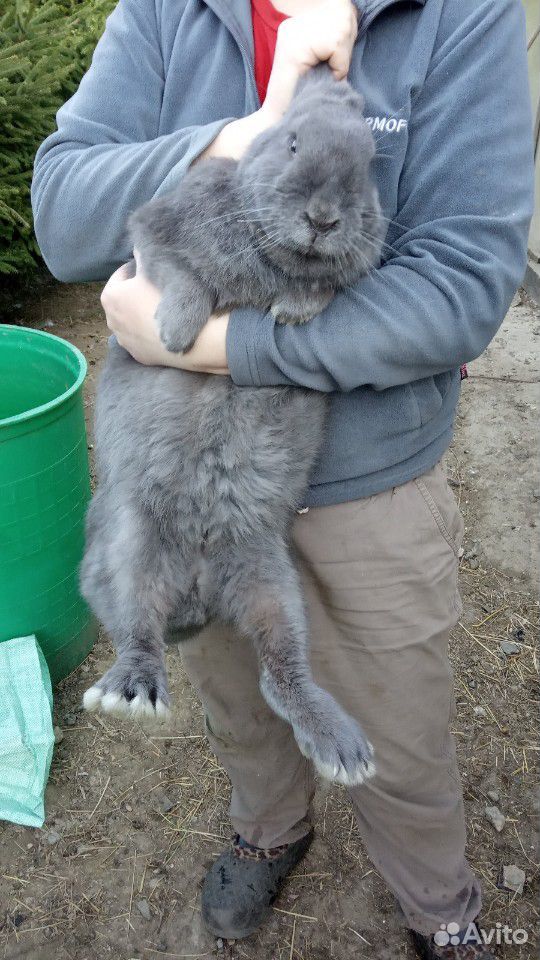 Вязка, молодой кроль бельгийский серый великан купить на Зозу.ру - фотография № 2