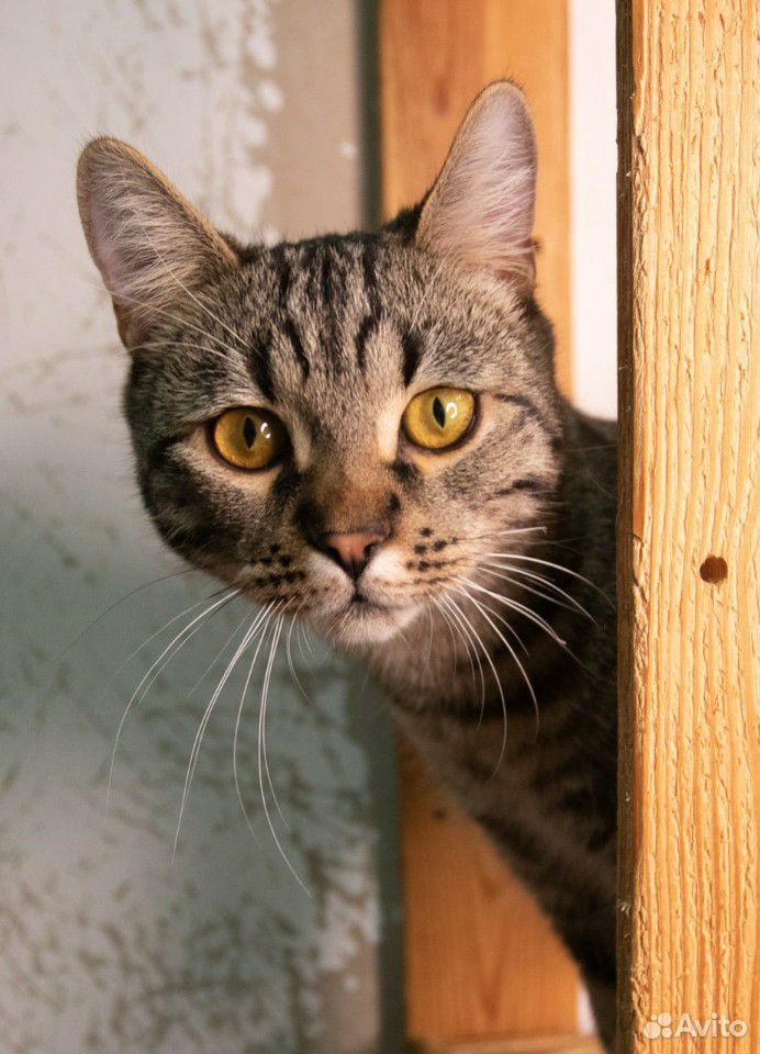 Шикарный кот ищет дом купить на Зозу.ру - фотография № 1