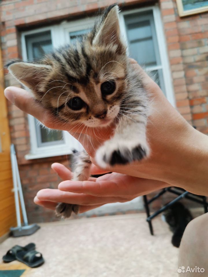 Отдам 2-х милых котят в добрые руки купить на Зозу.ру - фотография № 1