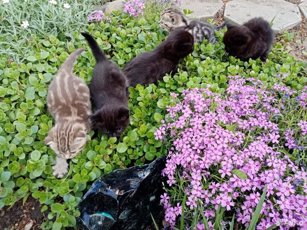Шотландские котята купить на Зозу.ру - фотография № 4