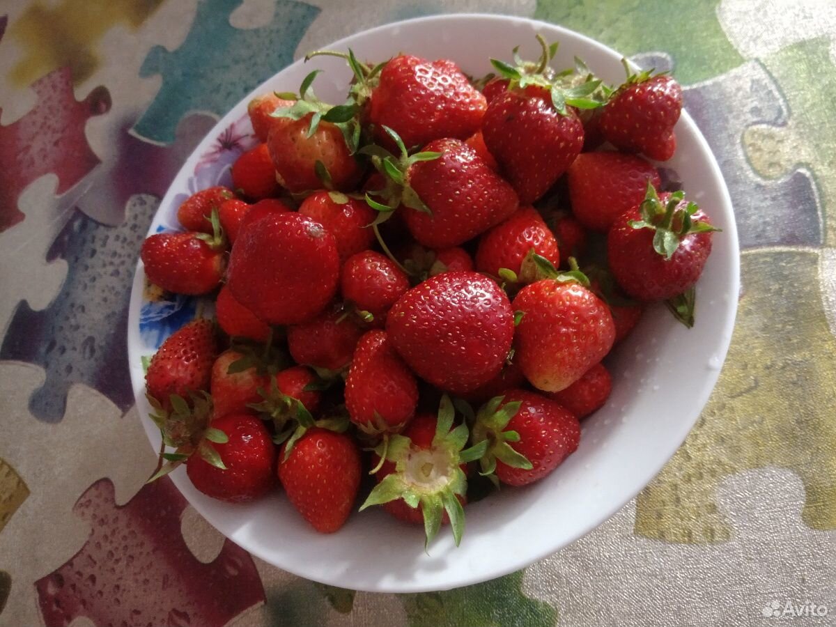 Клубника волжском. Сорт клубники клери. Клубника флорентина. Клубника фриго азия. Клубника аромас ремонтантная.