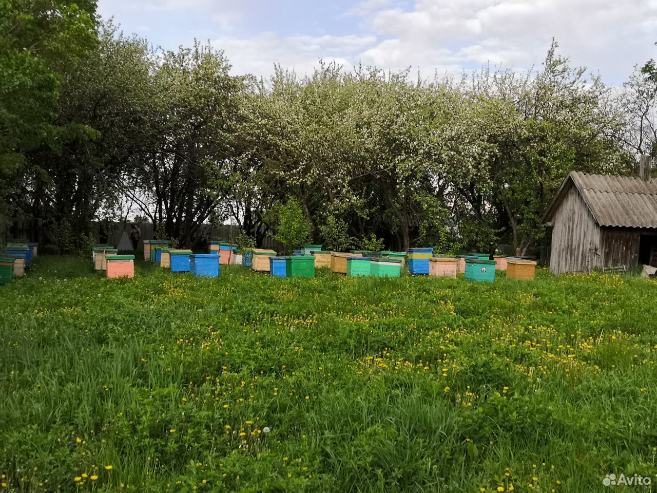 Продаются пчелиные семьи купить на Зозу.ру - фотография № 1