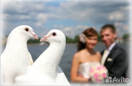 Голуби на свадьбу купить на Зозу.ру - фотография № 3