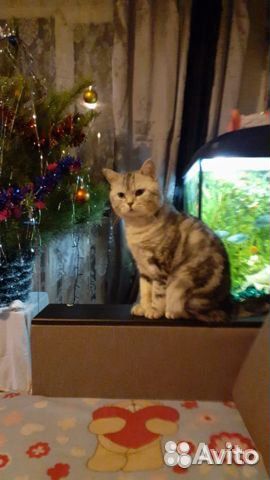 Британские котята, окрас Табби (мраморные) купить на Зозу.ру - фотография № 8