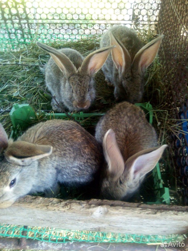 Крольчата(Крупных мясных пород купить на Зозу.ру - фотография № 4