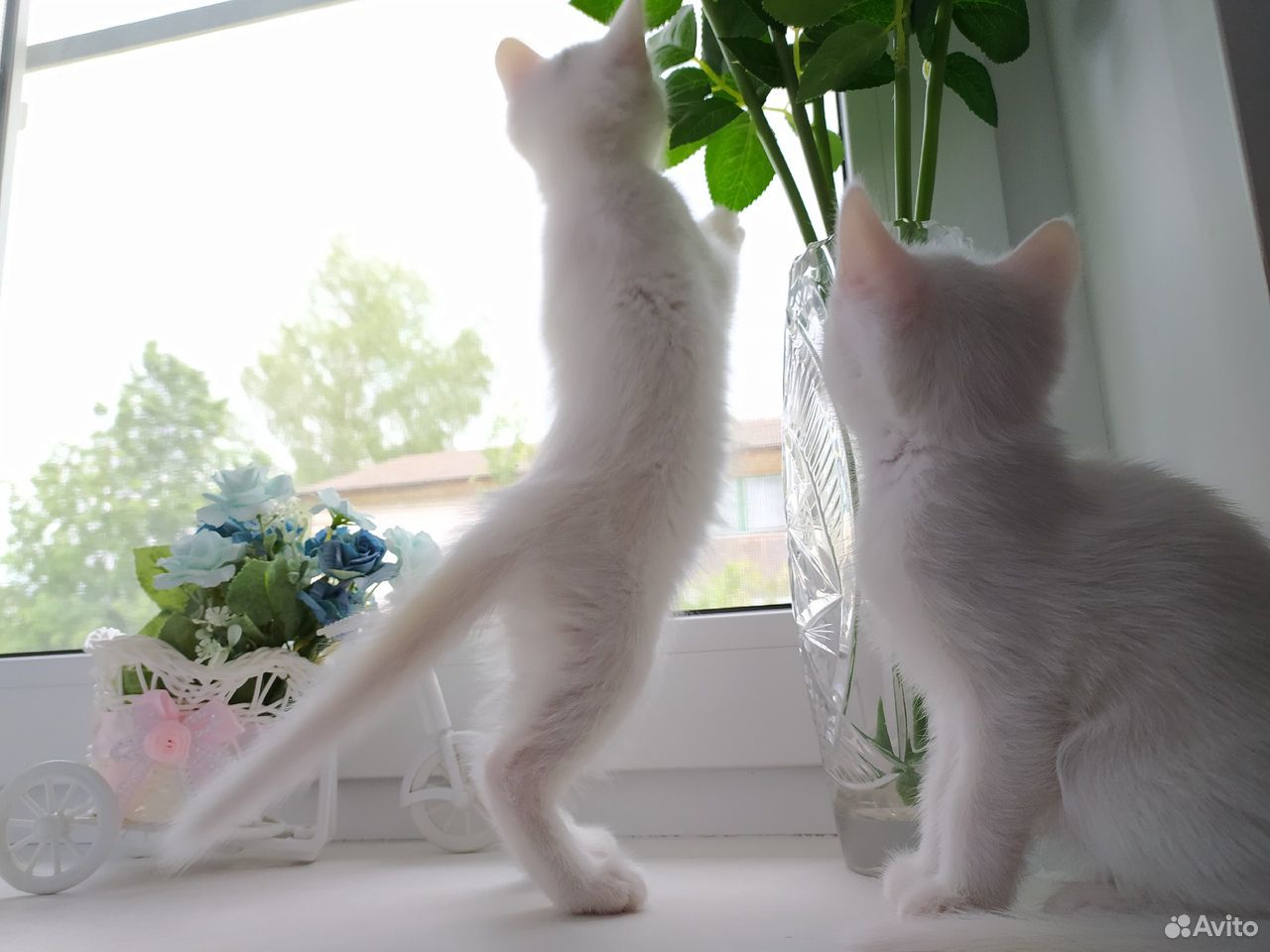 Белые котята - в добрые руки купить на Зозу.ру - фотография № 5