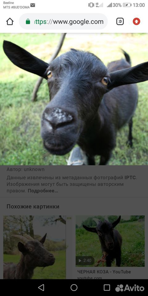 Продаю козу купить на Зозу.ру - фотография № 1