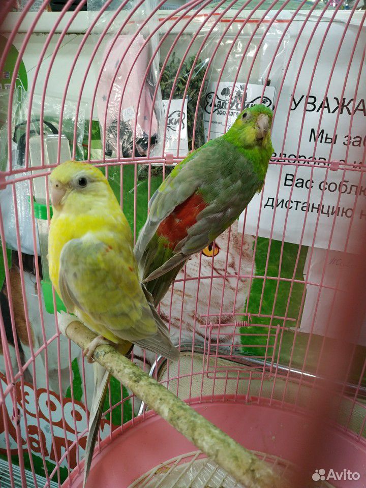 Попугаи певчие купить на Зозу.ру - фотография № 3
