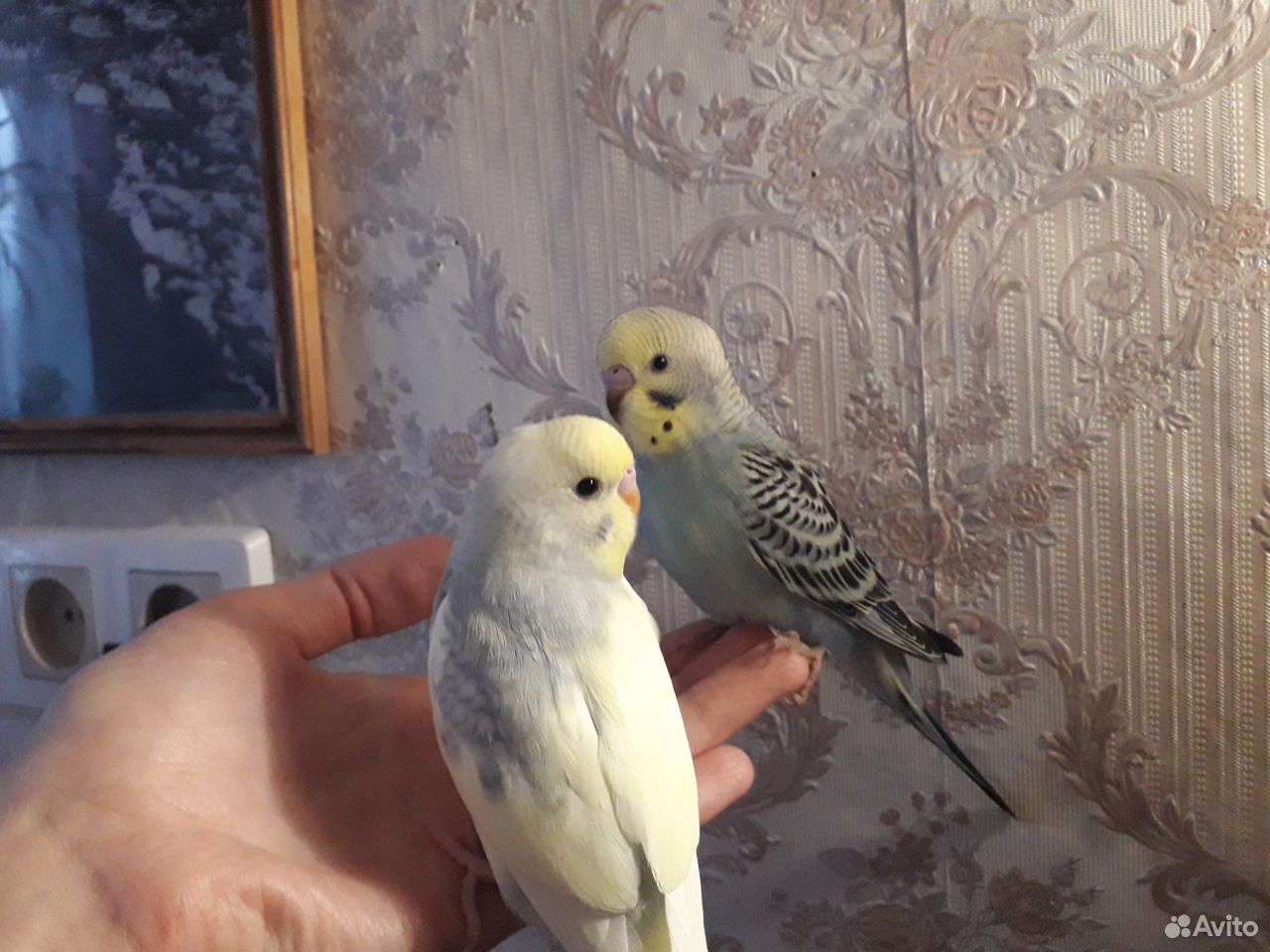 Птенцы волнистых попугаев домашнего разведения купить на Зозу.ру - фотография № 1