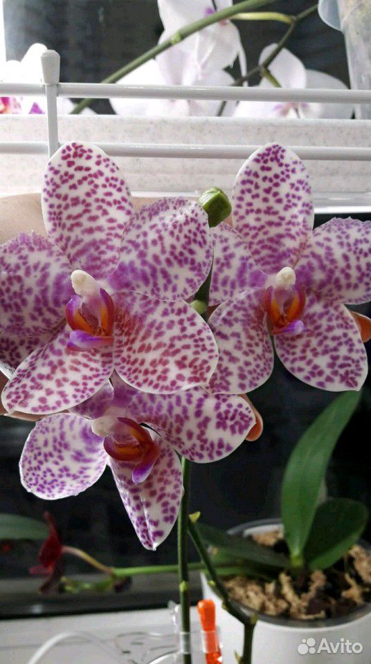 Орхидея фаленопсис купить на Зозу.ру - фотография № 1