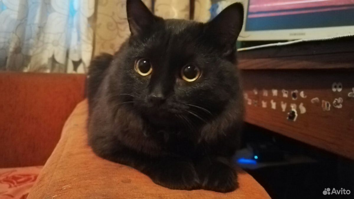 Чёрный кот купить на Зозу.ру - фотография № 1