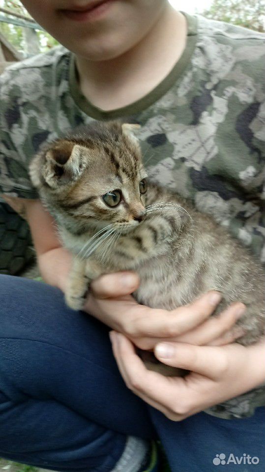 Вислоухий котик купить на Зозу.ру - фотография № 2