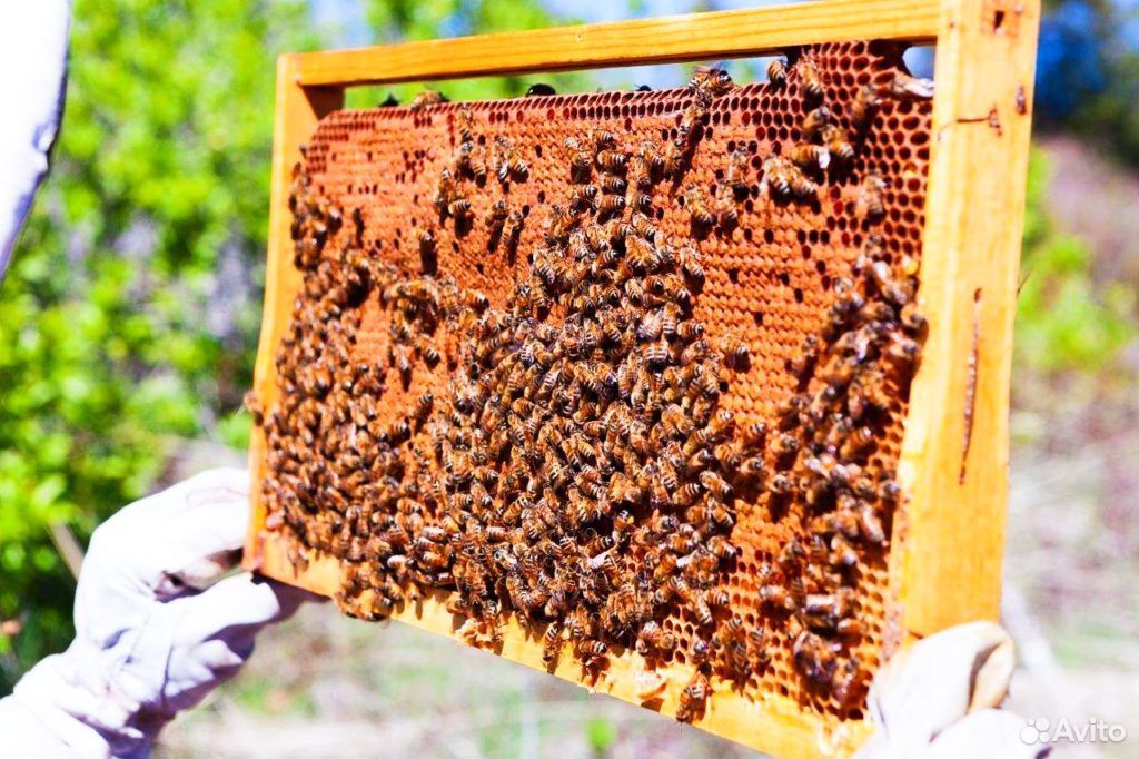 Пчелосемьи, рамки с расплодом купить на Зозу.ру - фотография № 1