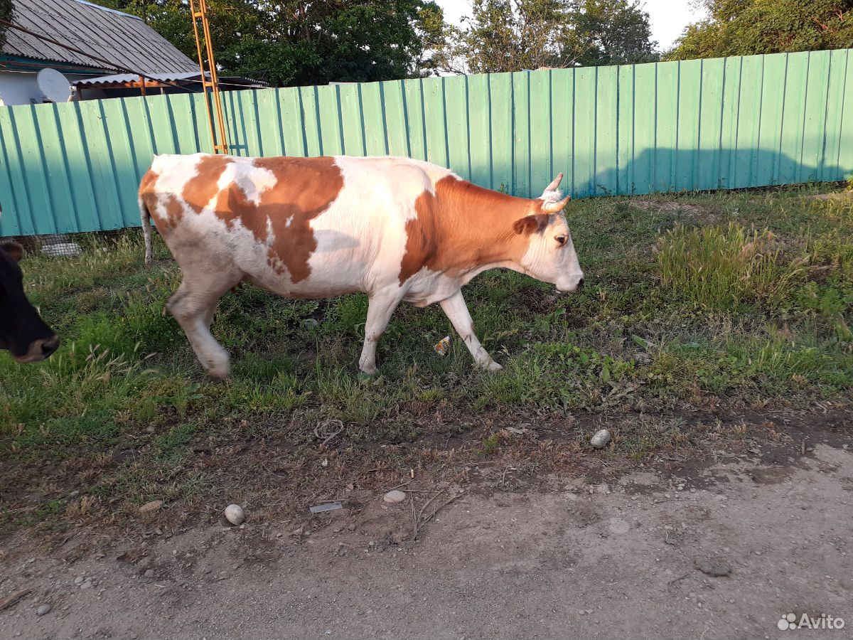 Корова яловая купить на Зозу.ру - фотография № 4