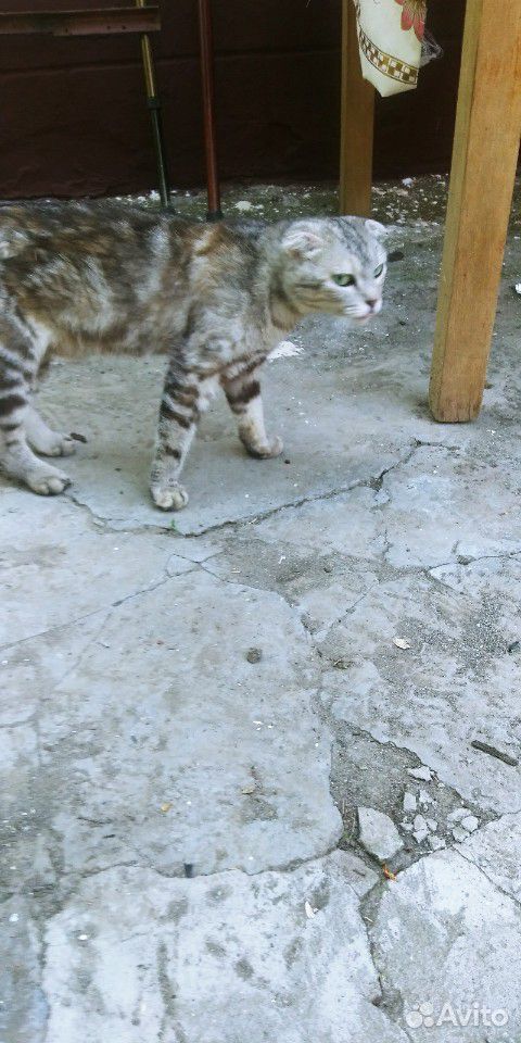 Веслоухоя кошка купить на Зозу.ру - фотография № 3