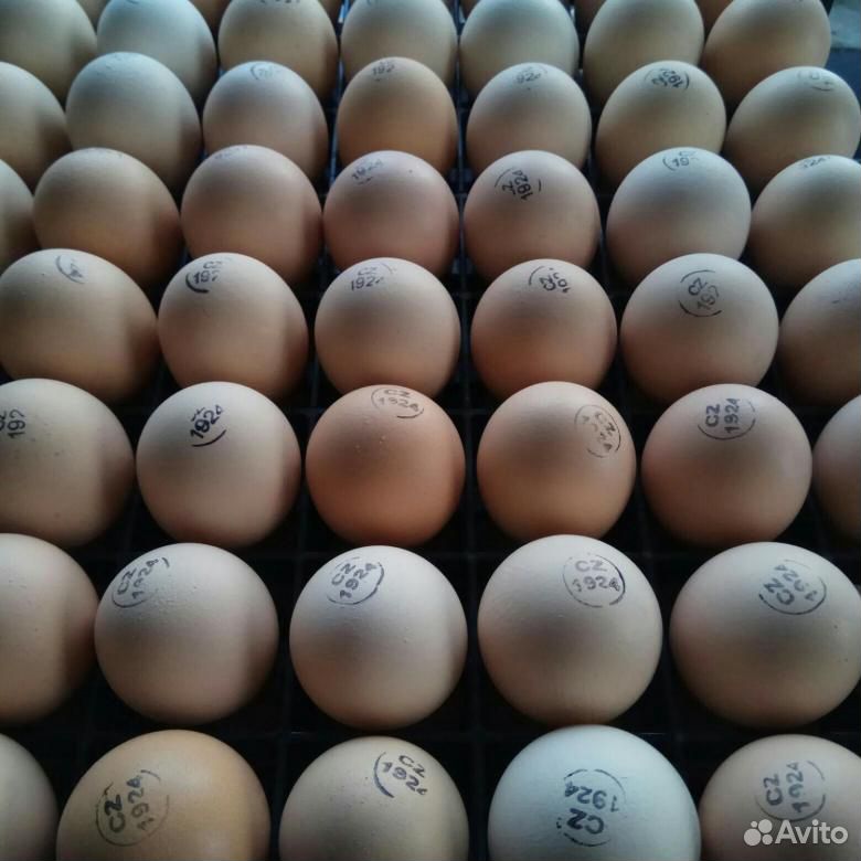 Инкубационное яйцо бройлера кобб 500 Чехия/Словаки купить на Зозу.ру - фотография № 1