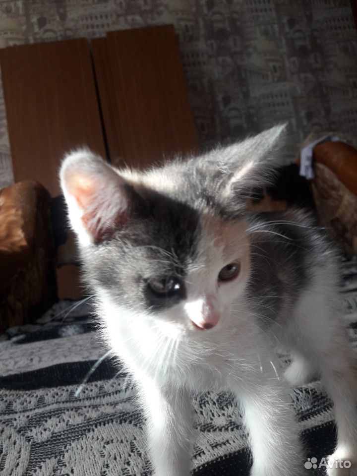 Маленькие игривые котята купить на Зозу.ру - фотография № 6