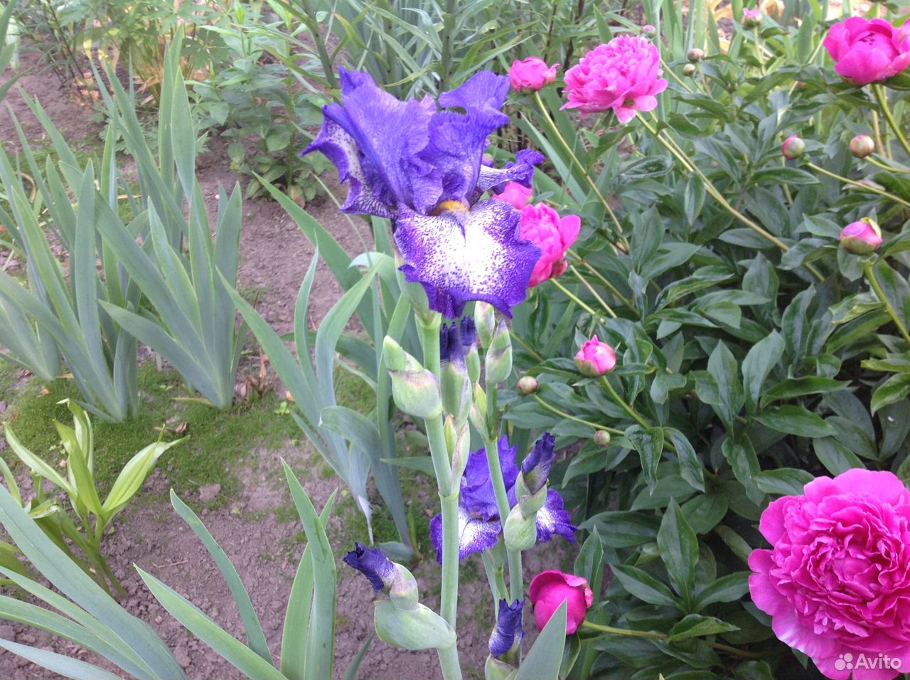 Садовые многолетние цветы купить на Зозу.ру - фотография № 5