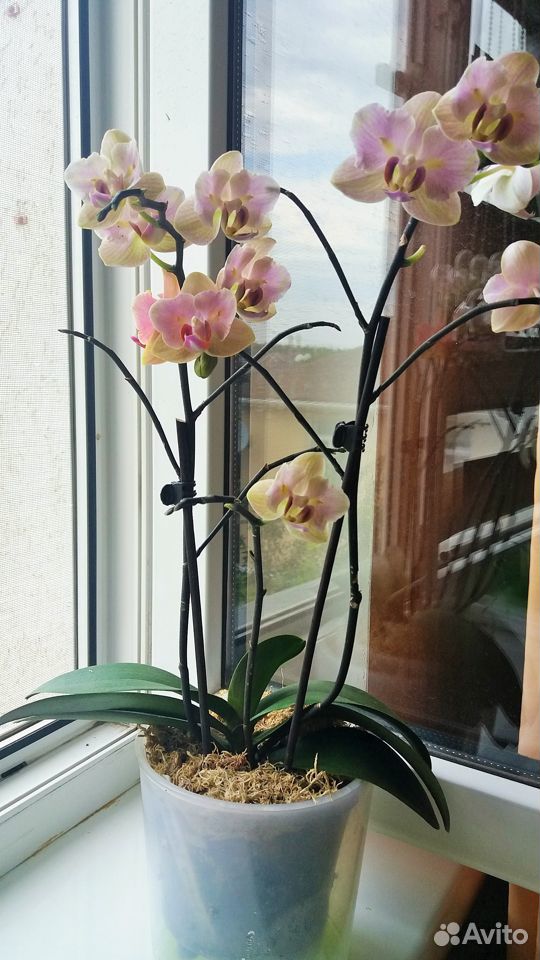 Орхидея Джена бабочка купить на Зозу.ру - фотография № 2