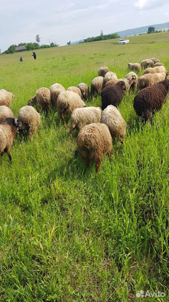 Бараны,овцы купить на Зозу.ру - фотография № 3