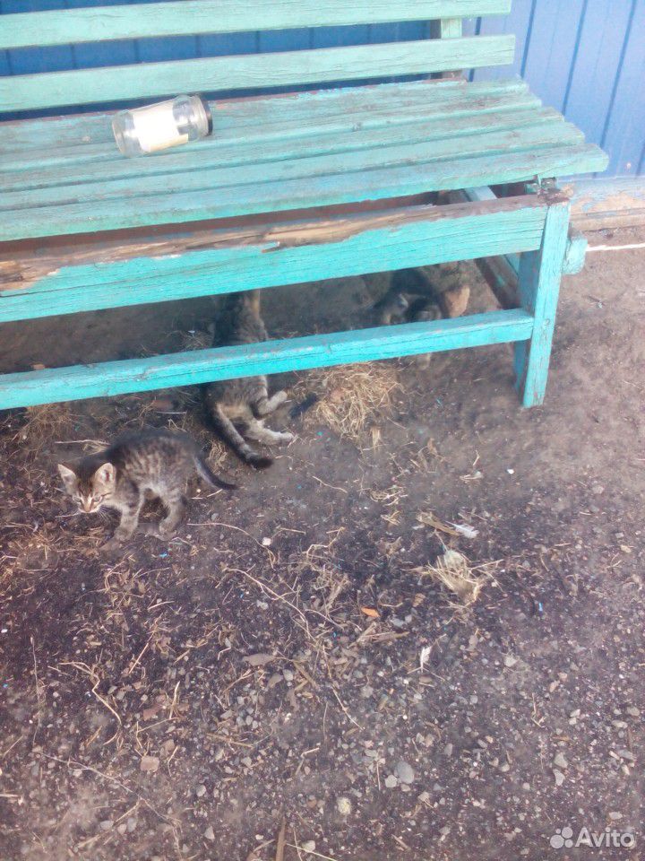 Продам трех котят купить на Зозу.ру - фотография № 3