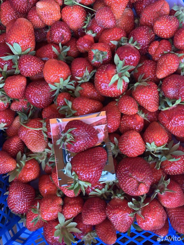 Продажа ягоды клубники купить на Зозу.ру - фотография № 2