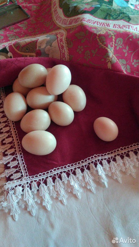 Продаем яйца индоутки купить на Зозу.ру - фотография № 1