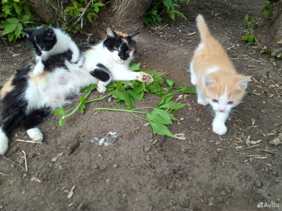 Котята маленькие купить на Зозу.ру - фотография № 1