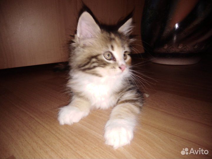 Кошка Мейн-кун купить на Зозу.ру - фотография № 2