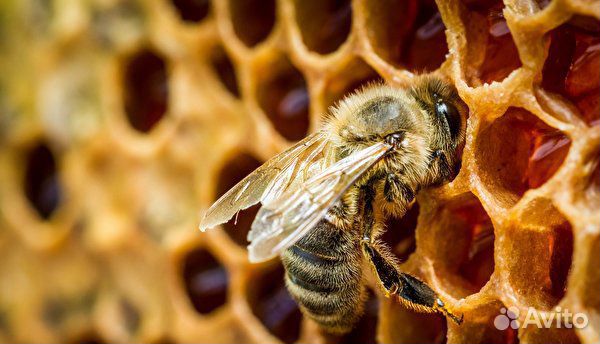 Пчелы, пчело-семьи, пчелопакеты купить на Зозу.ру - фотография № 1