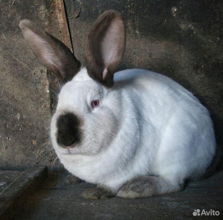 Кролики калифорнийской породы купить на Зозу.ру - фотография № 2