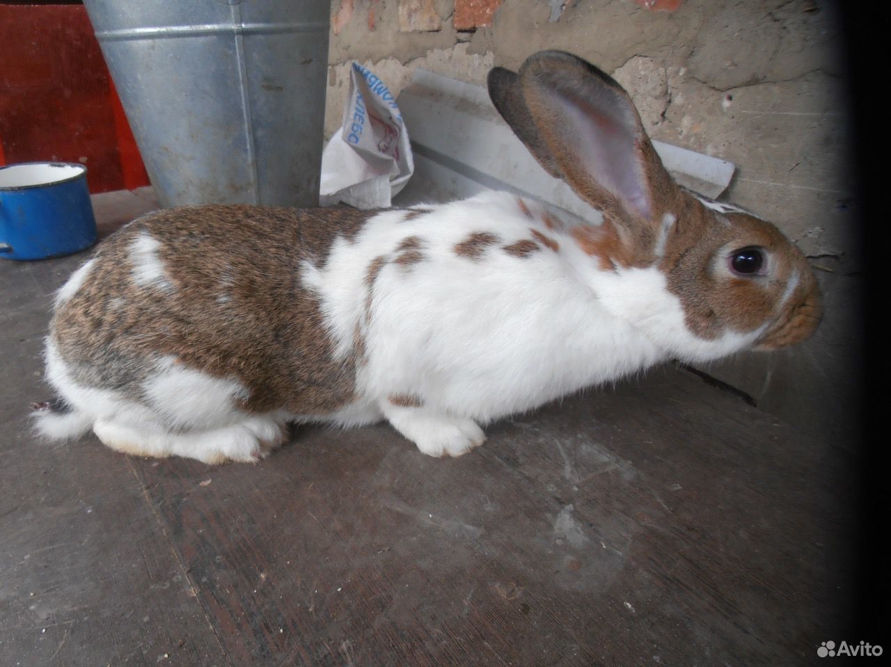 Купить кроликов в орле. Купить кроликов Строкач в Новосибирской области.