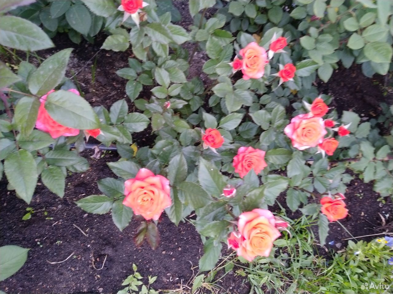 Розы кустовые купить на Зозу.ру - фотография № 6