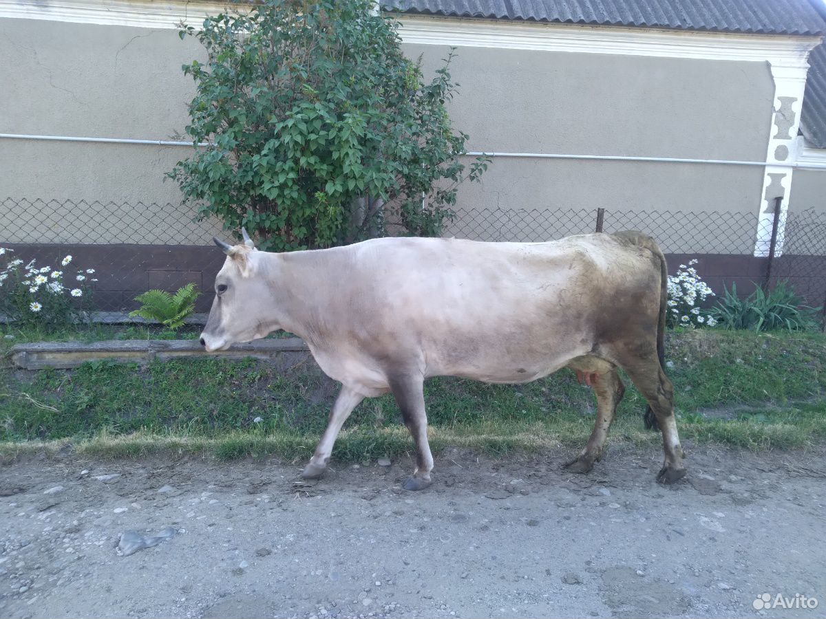 Коровы доиные,телята купить на Зозу.ру - фотография № 2