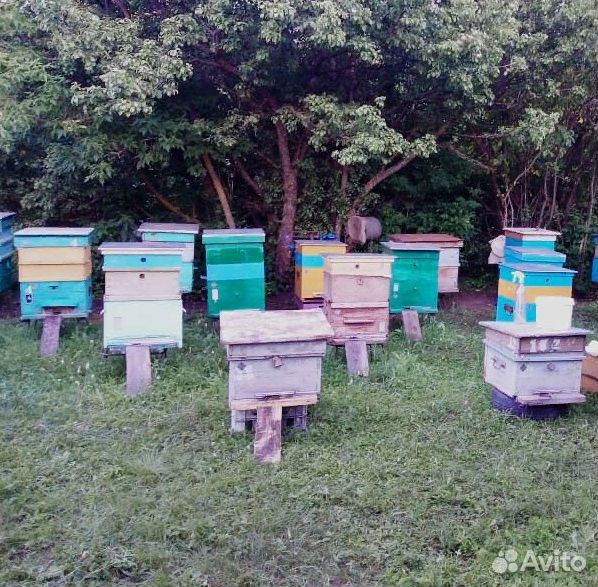 Продам семьи пчел купить на Зозу.ру - фотография № 1