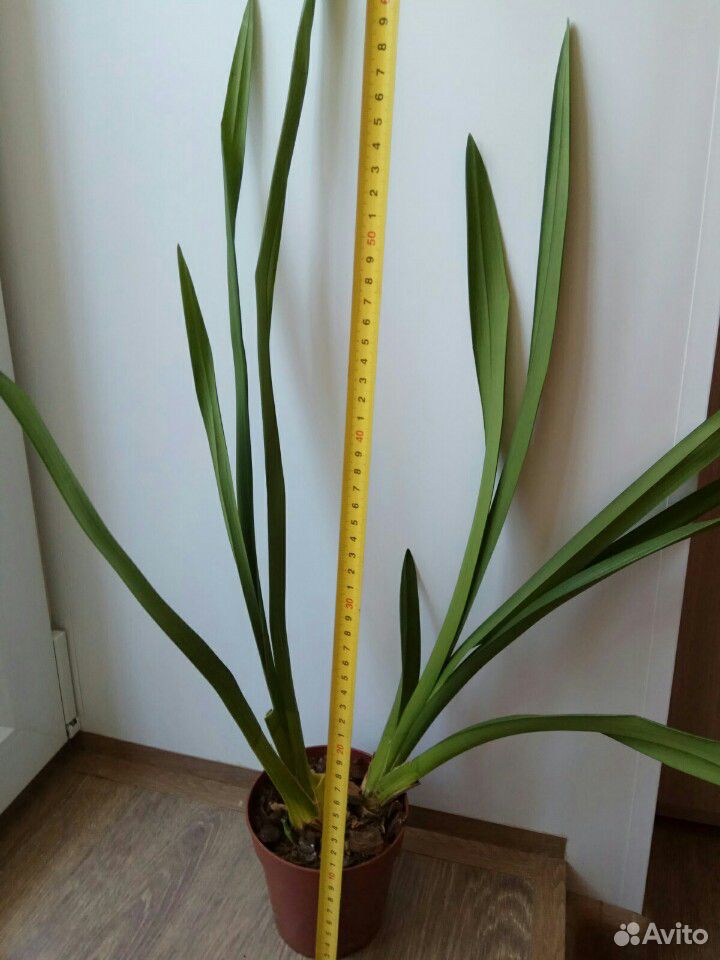 Орхидея Цимбидиум купить на Зозу.ру - фотография № 4