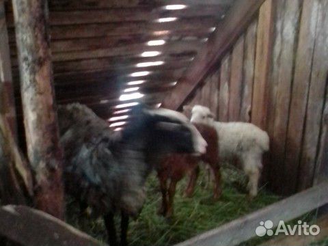 Небольшое стадо овец купить на Зозу.ру - фотография № 3