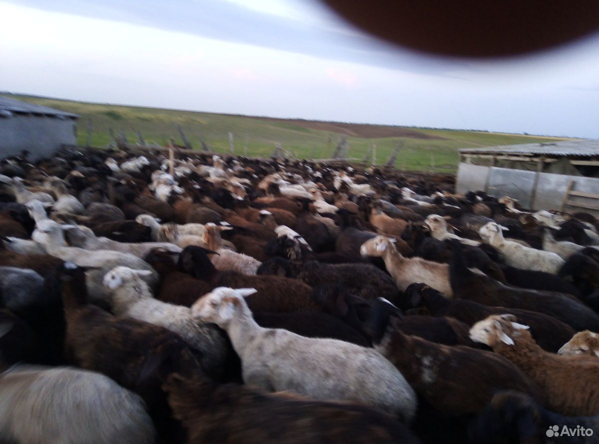 Атара овец купить на Зозу.ру - фотография № 4