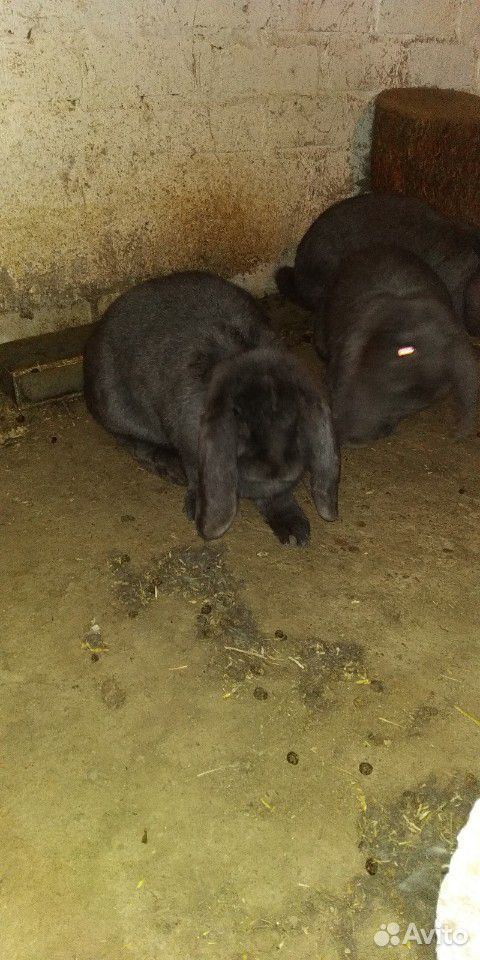 Кролики породы Французкий баран купить на Зозу.ру - фотография № 2