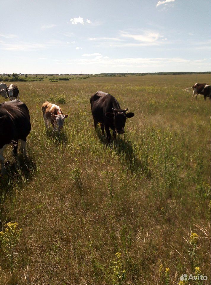 Коровы телята купить на Зозу.ру - фотография № 3
