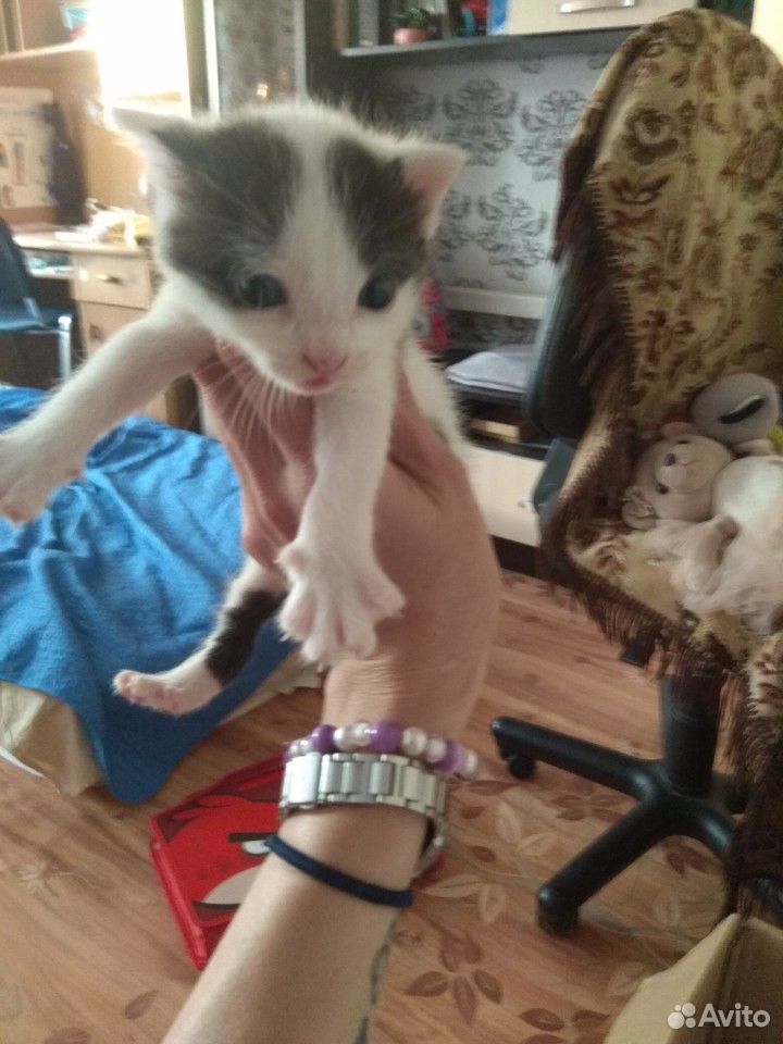 Малыши - котята в добрые руки купить на Зозу.ру - фотография № 1