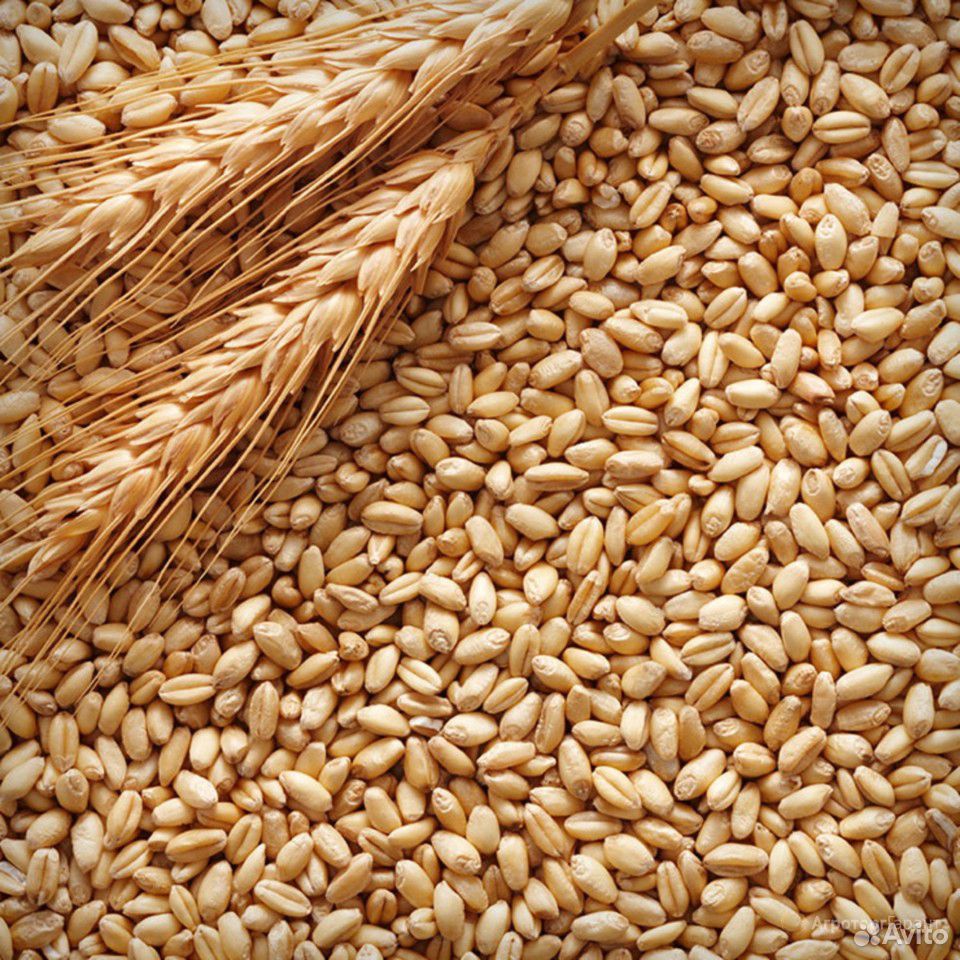 Зерно пшеница и овёс купить на Зозу.ру - фотография № 2